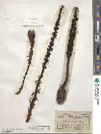 Allotropa virgata image