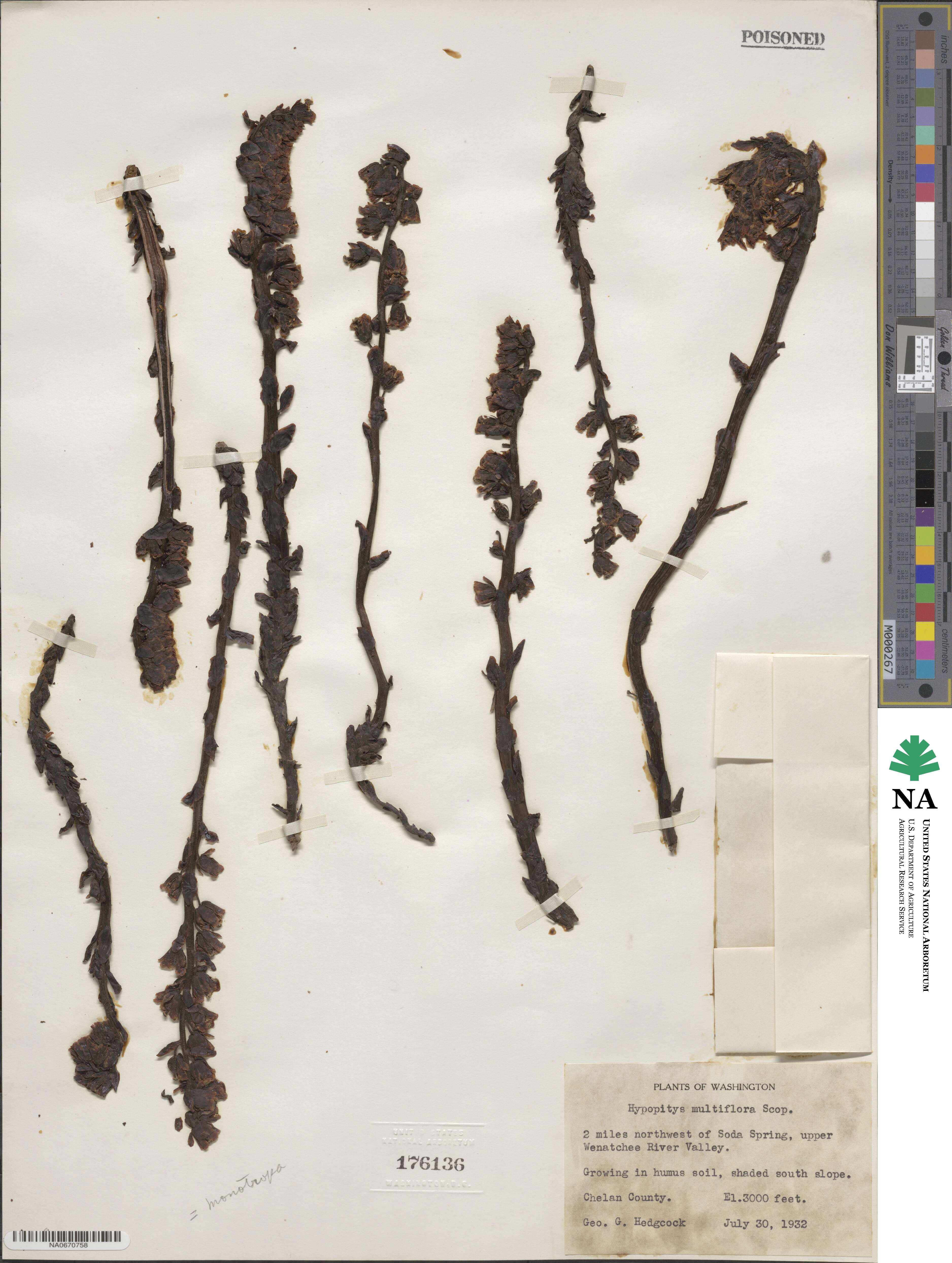 Hypopitys monotropa image