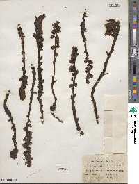 Hypopitys monotropa image