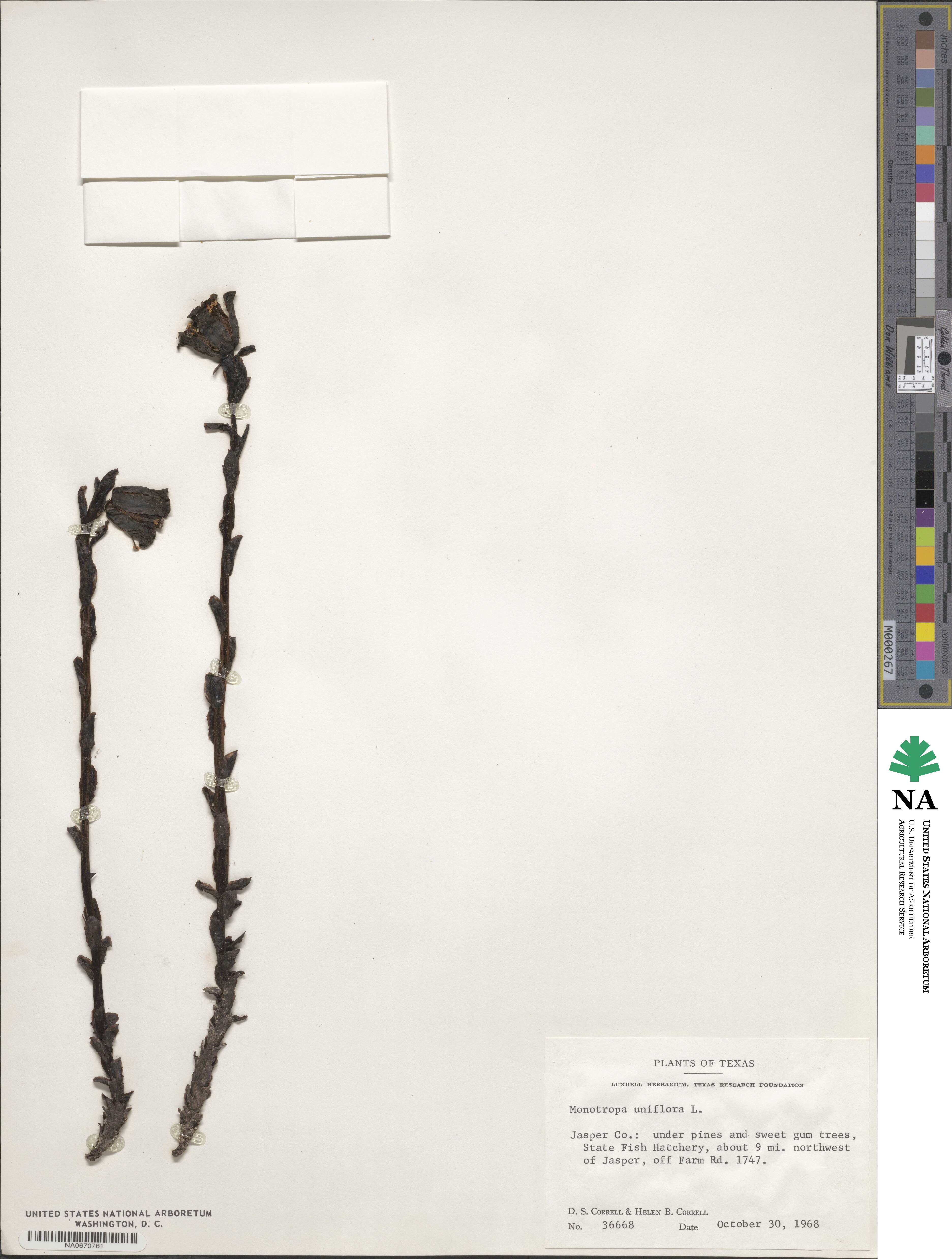 Monotropa uniflora image
