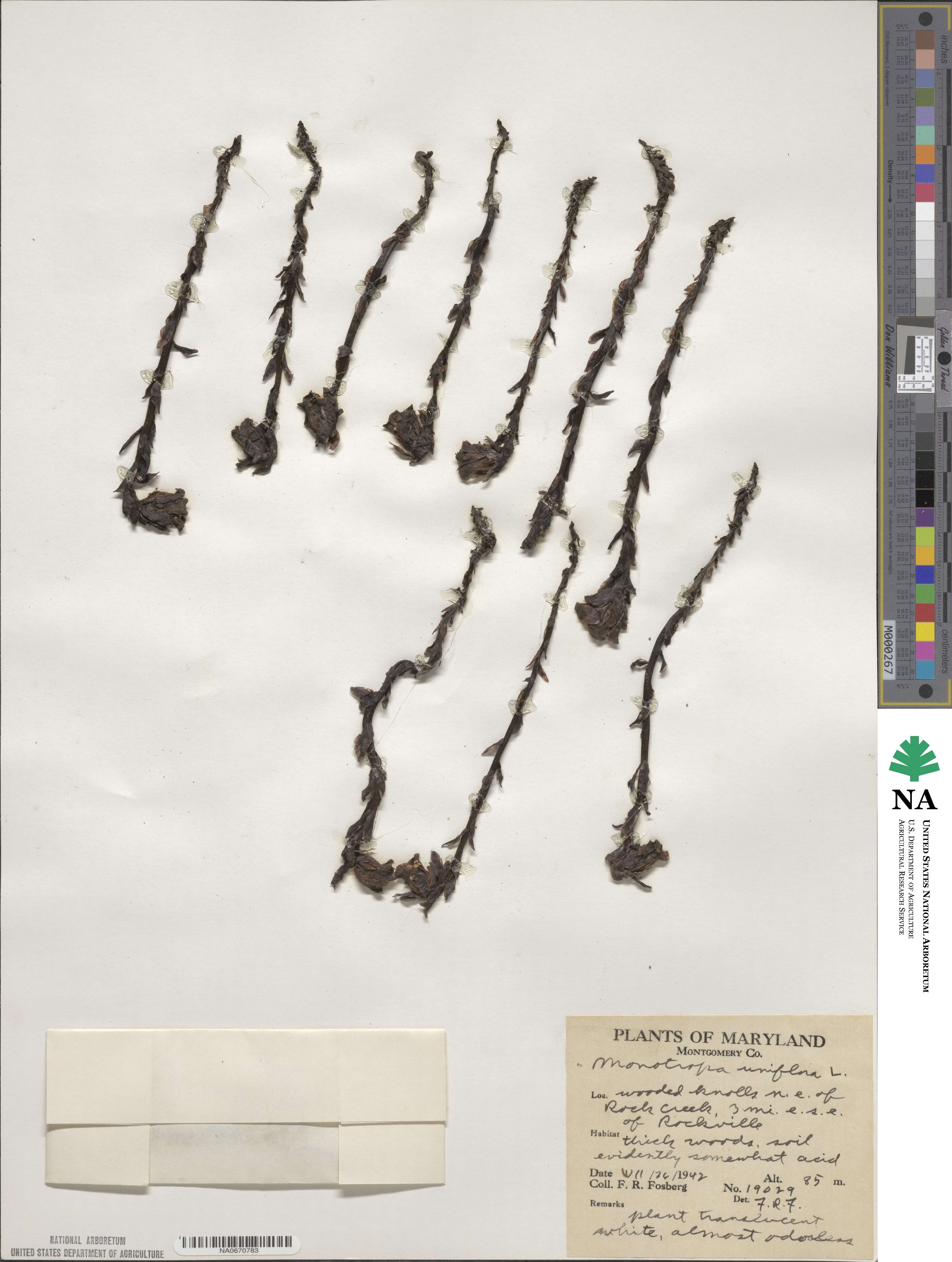 Monotropa uniflora image