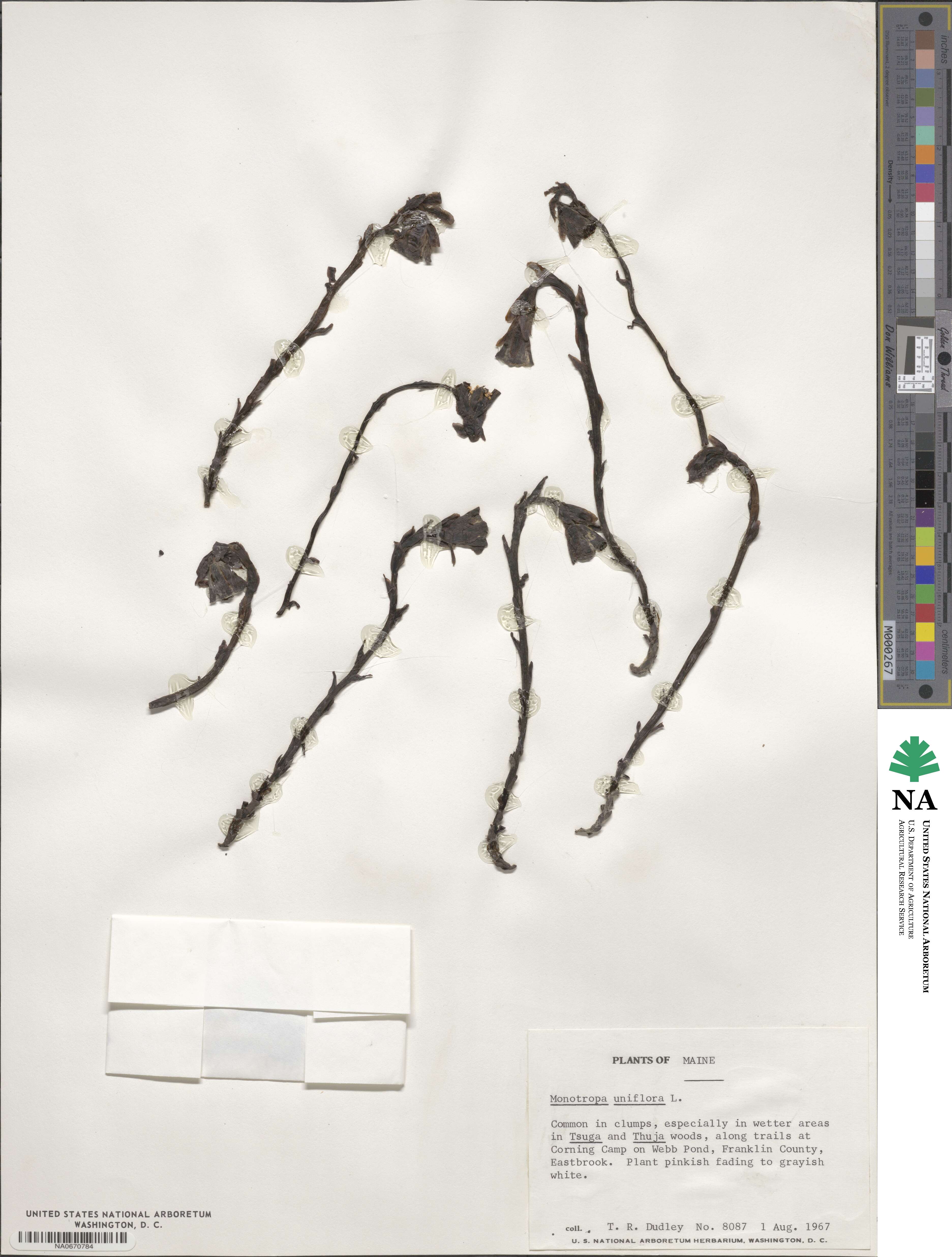 Monotropa uniflora image