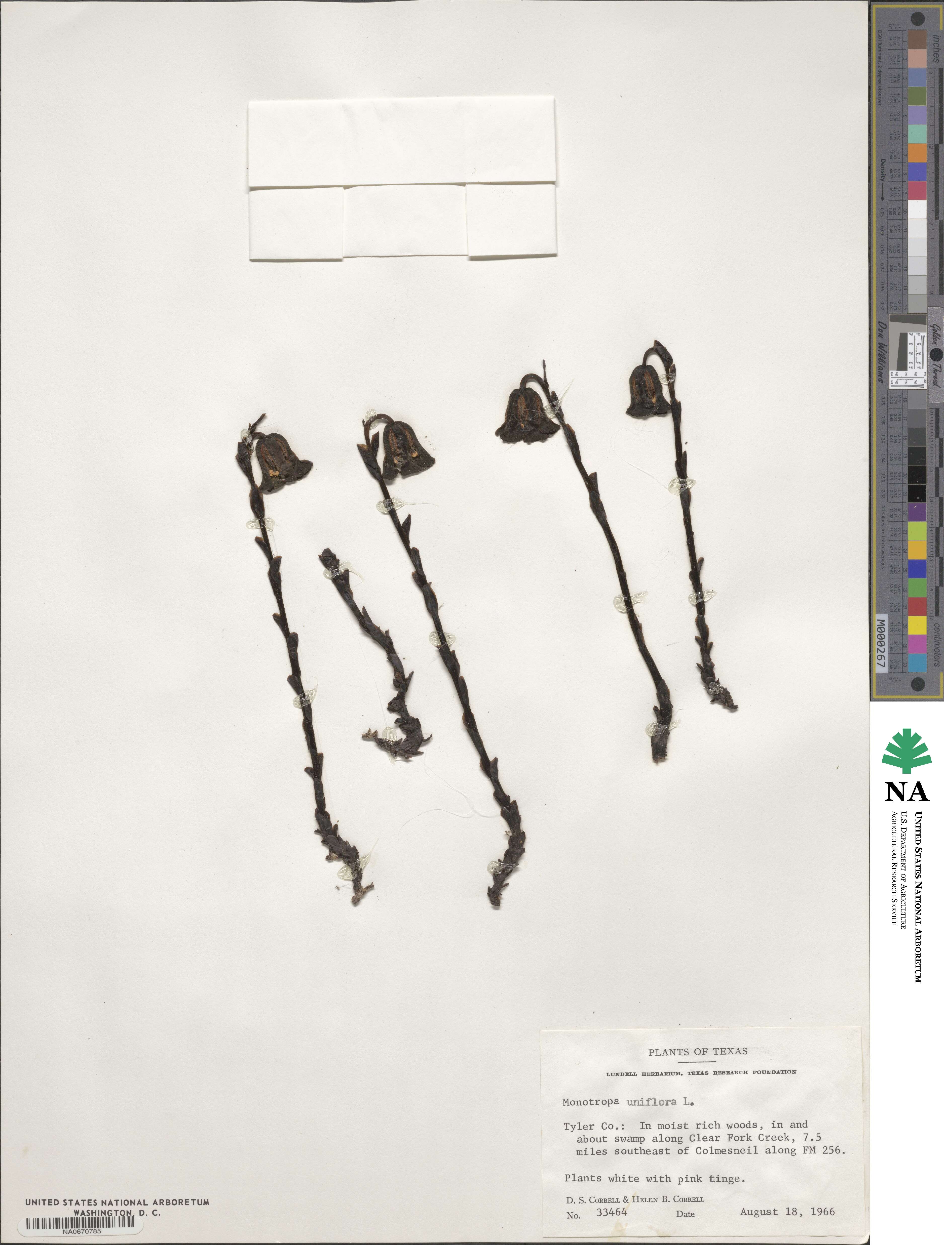 Monotropoideae image