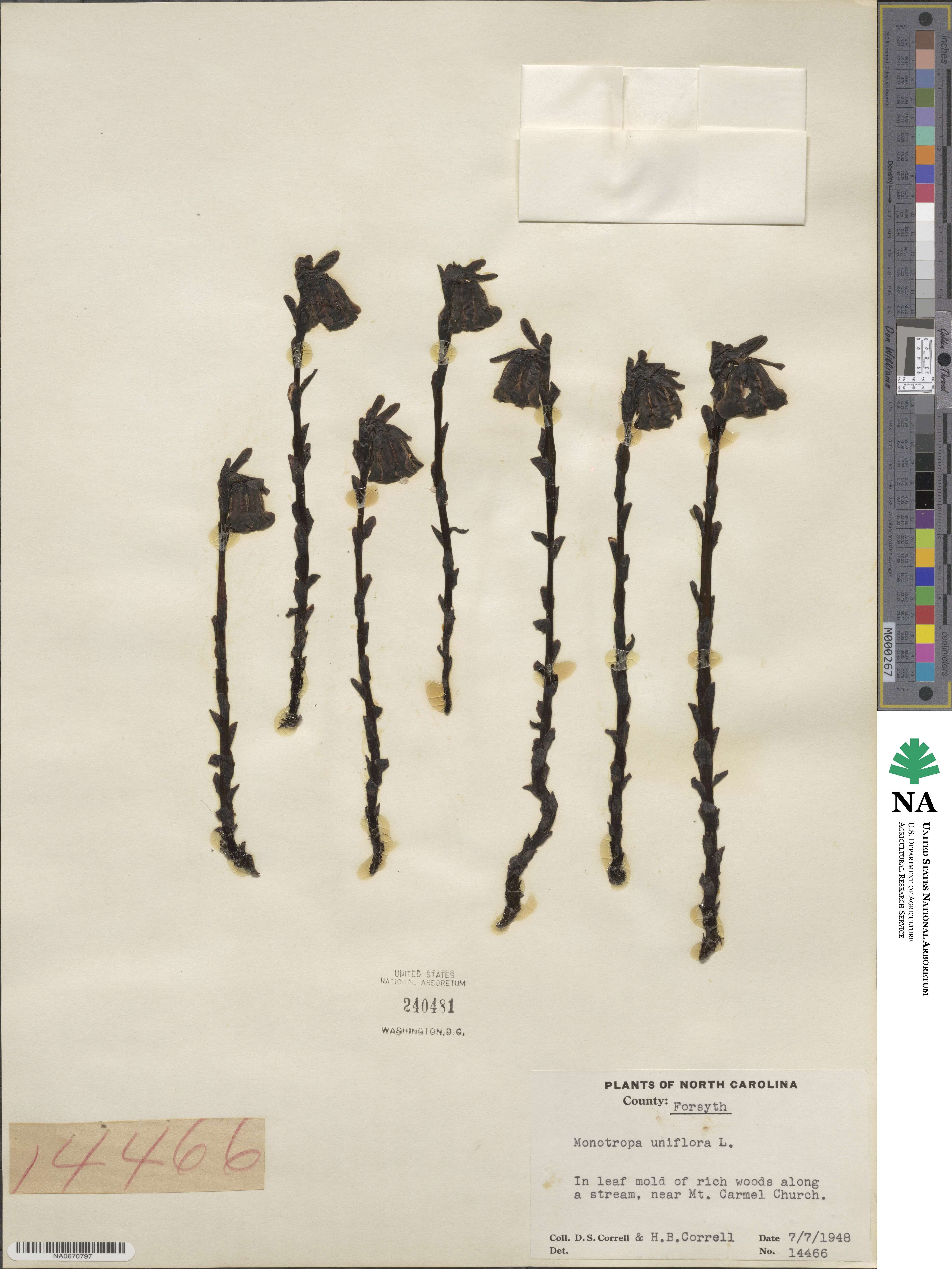 Monotropa image