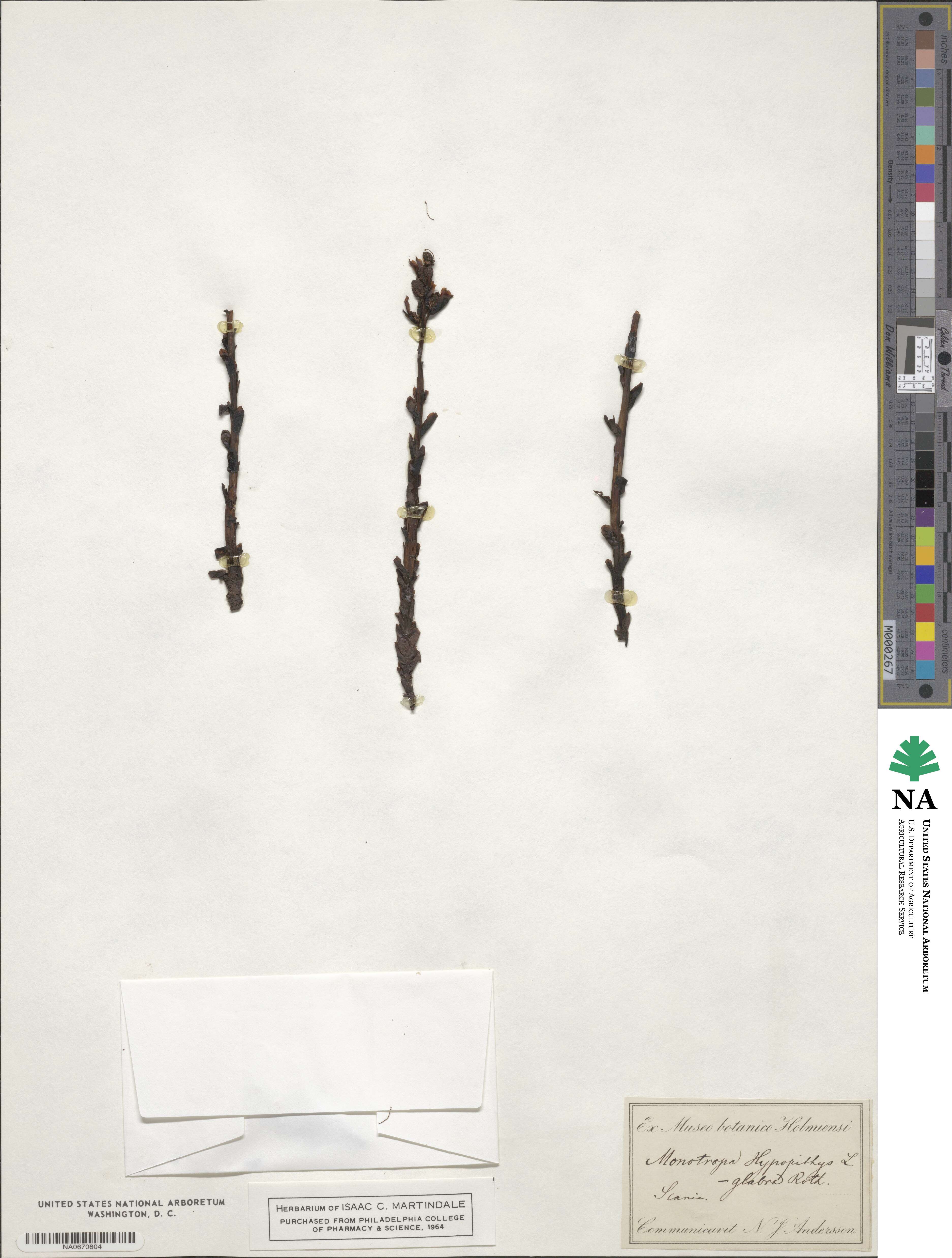 Hypopitys monotropa image