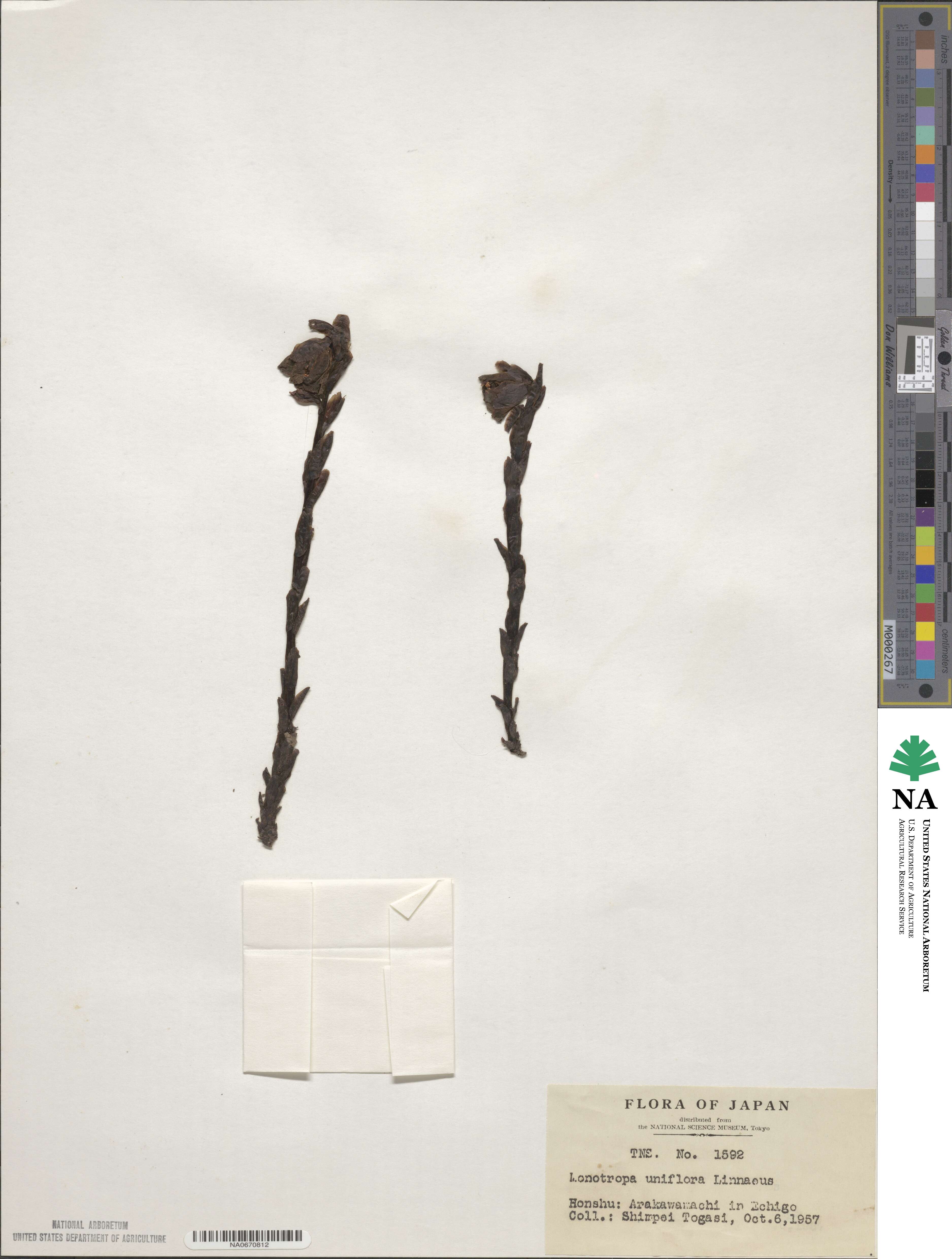Monotropa uniflora image
