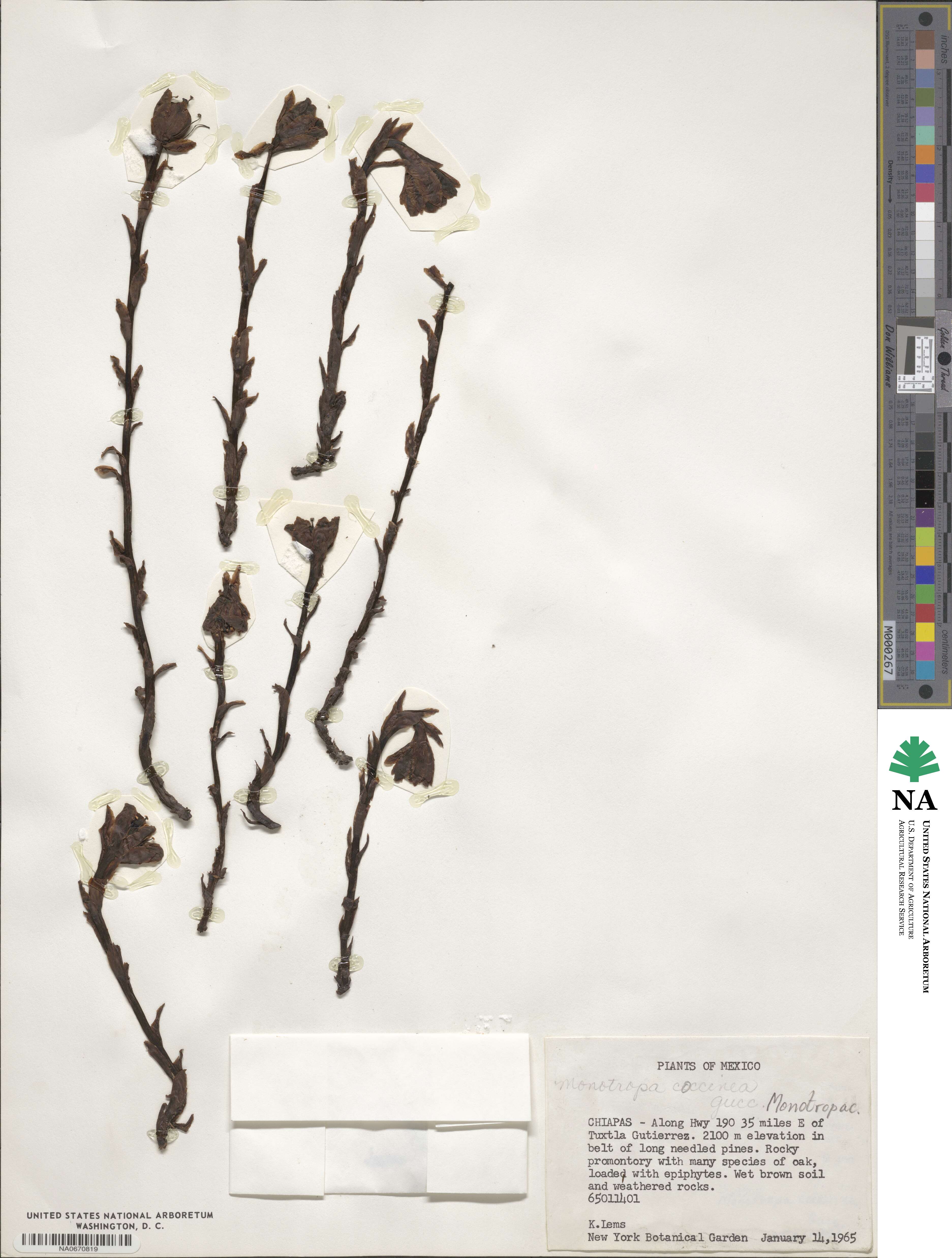 Monotropa uniflora image
