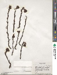 Monotropa uniflora image