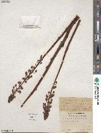 Pterospora andromedea image