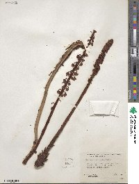 Pterospora andromedea image