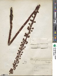 Pterospora andromedea image