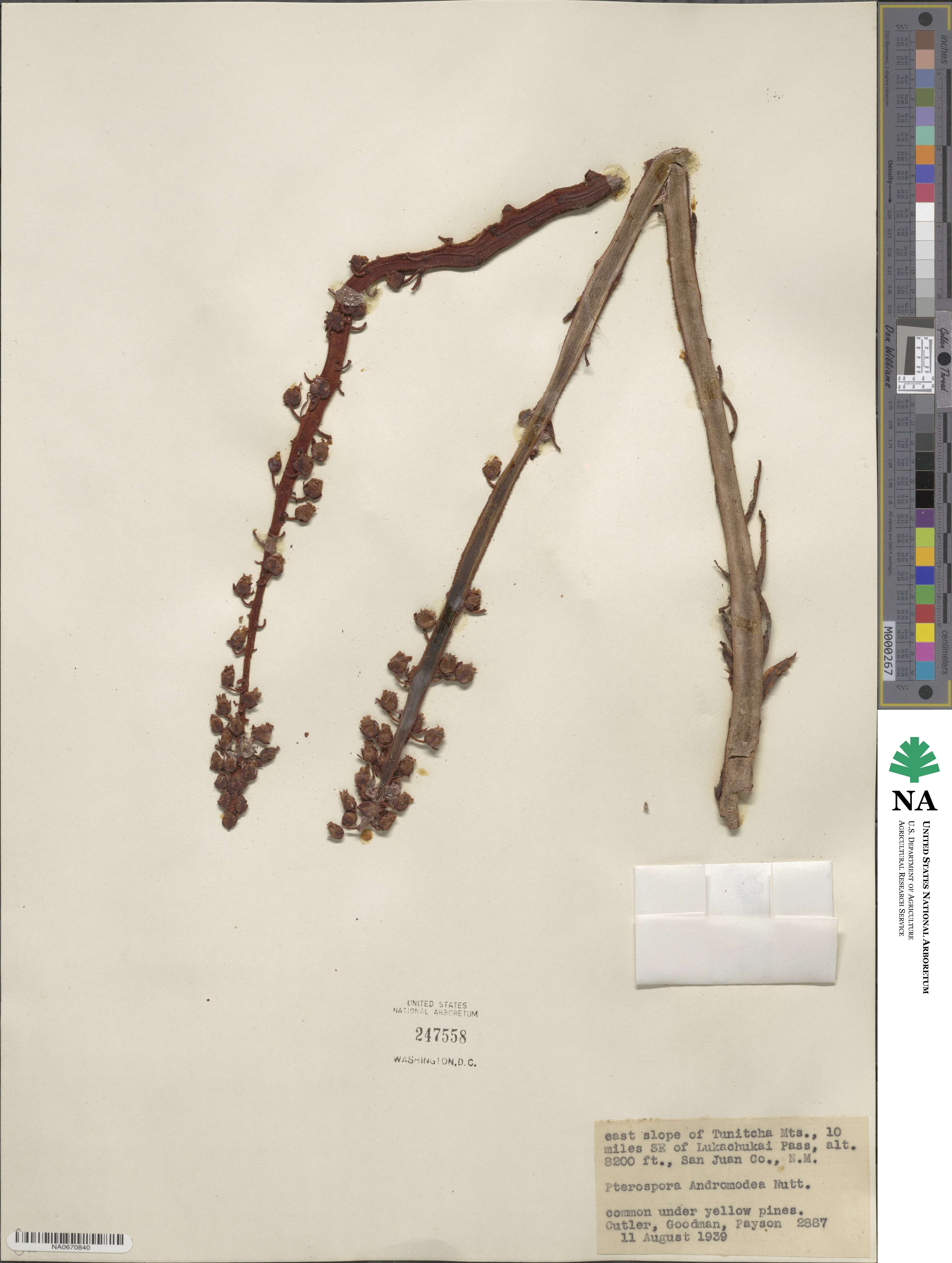 Pterospora andromedea image