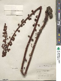 Pterospora andromedea image