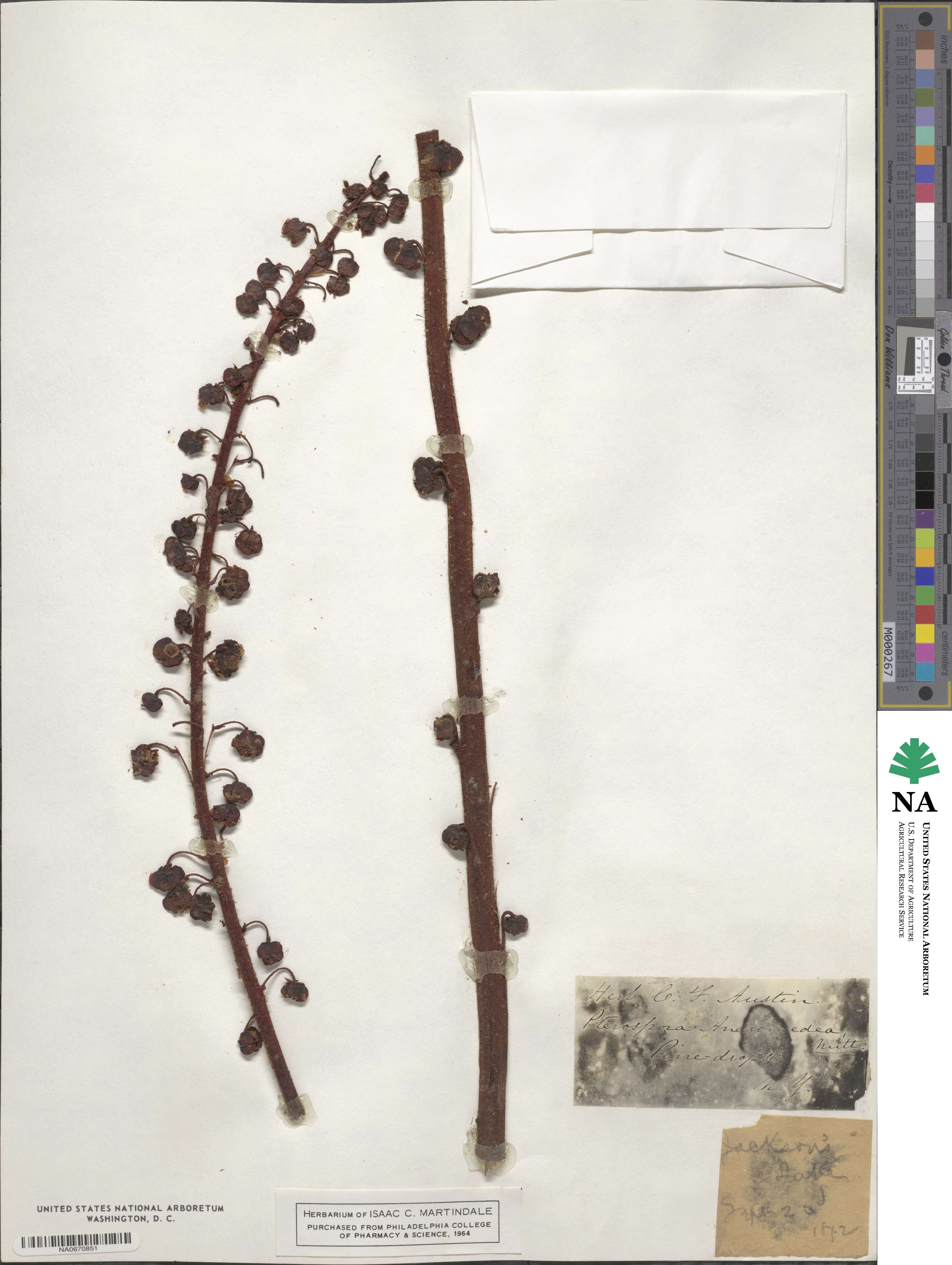 Pterospora andromedea image