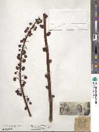 Pterospora andromedea image