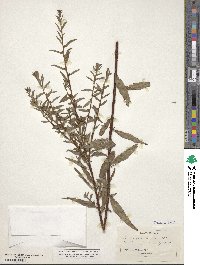 Ludwigia alata image