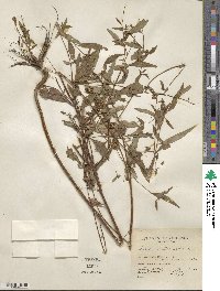 Ludwigia alternifolia image