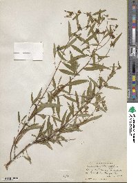 Ludwigia alternifolia image