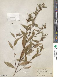 Ludwigia alternifolia image