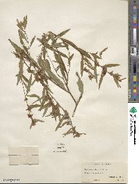 Ludwigia alternifolia image