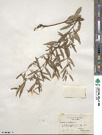 Ludwigia alternifolia image