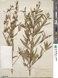 Ludwigia alternifolia image