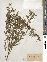 Ludwigia alternifolia image