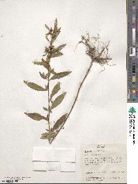 Ludwigia alternifolia image