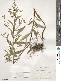 Ludwigia alternifolia image