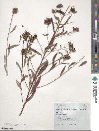 Ludwigia alternifolia image