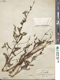 Ludwigia alternifolia image