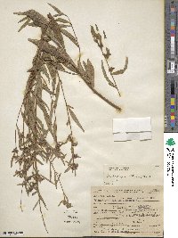 Ludwigia alternifolia image