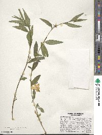 Ludwigia alternifolia image