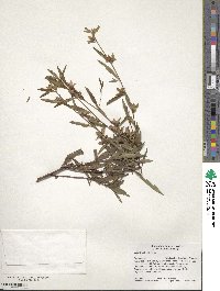 Ludwigia alternifolia image