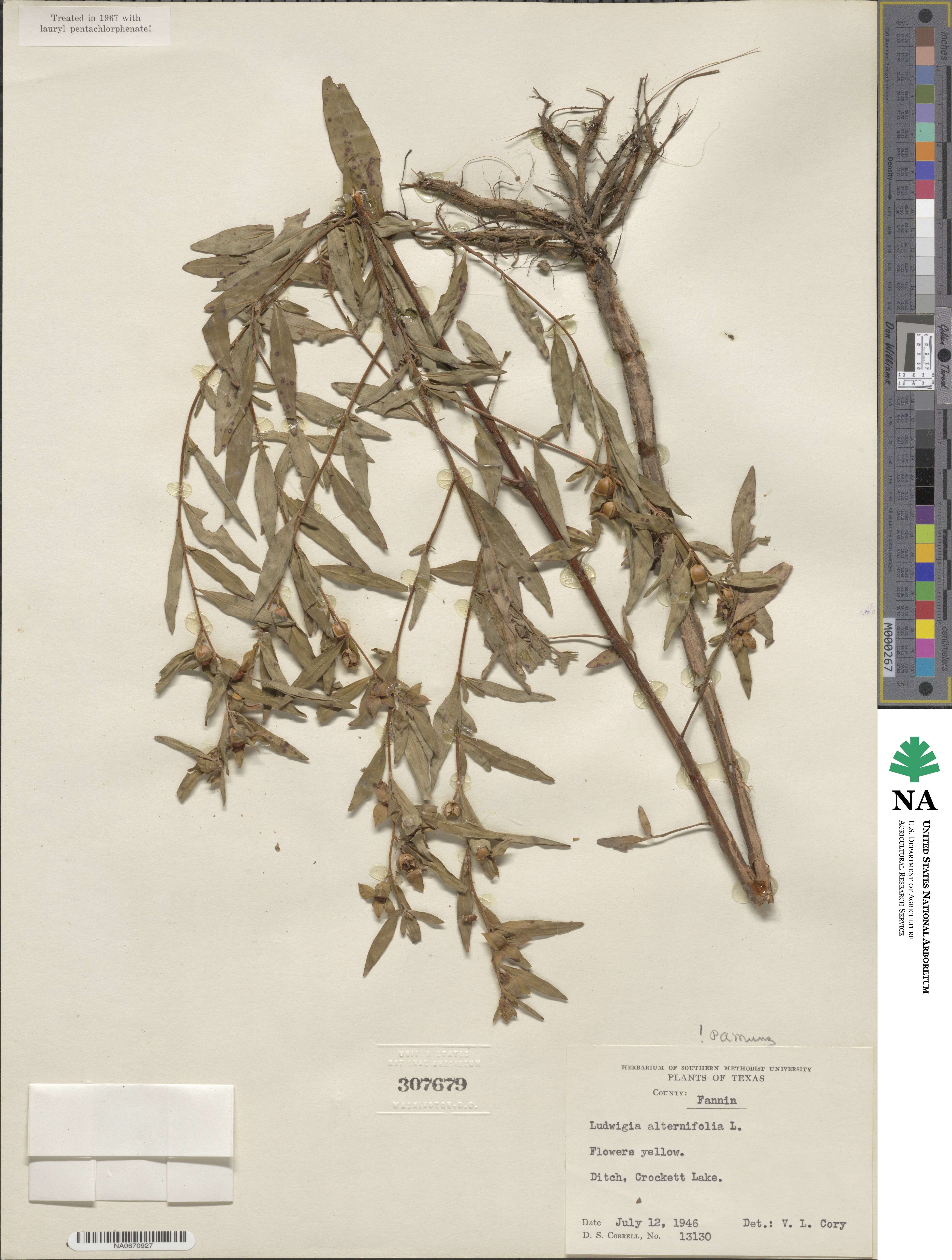 Ludwigia alternifolia image