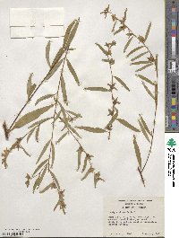 Ludwigia alternifolia image