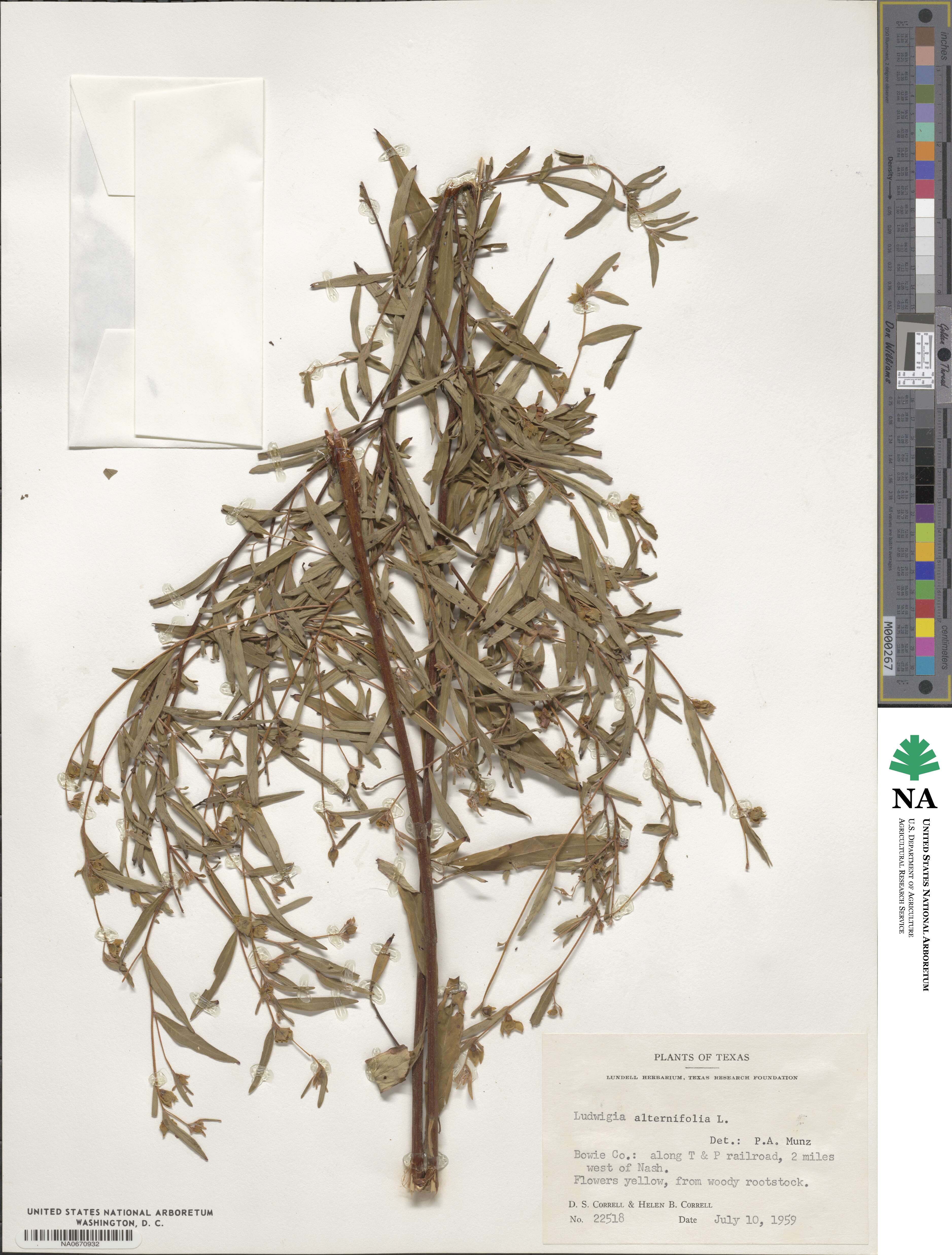 Ludwigia alternifolia image