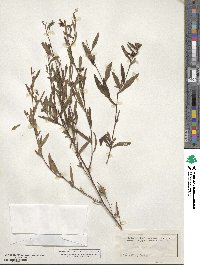 Ludwigia alternifolia image