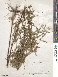 Ludwigia alternifolia image