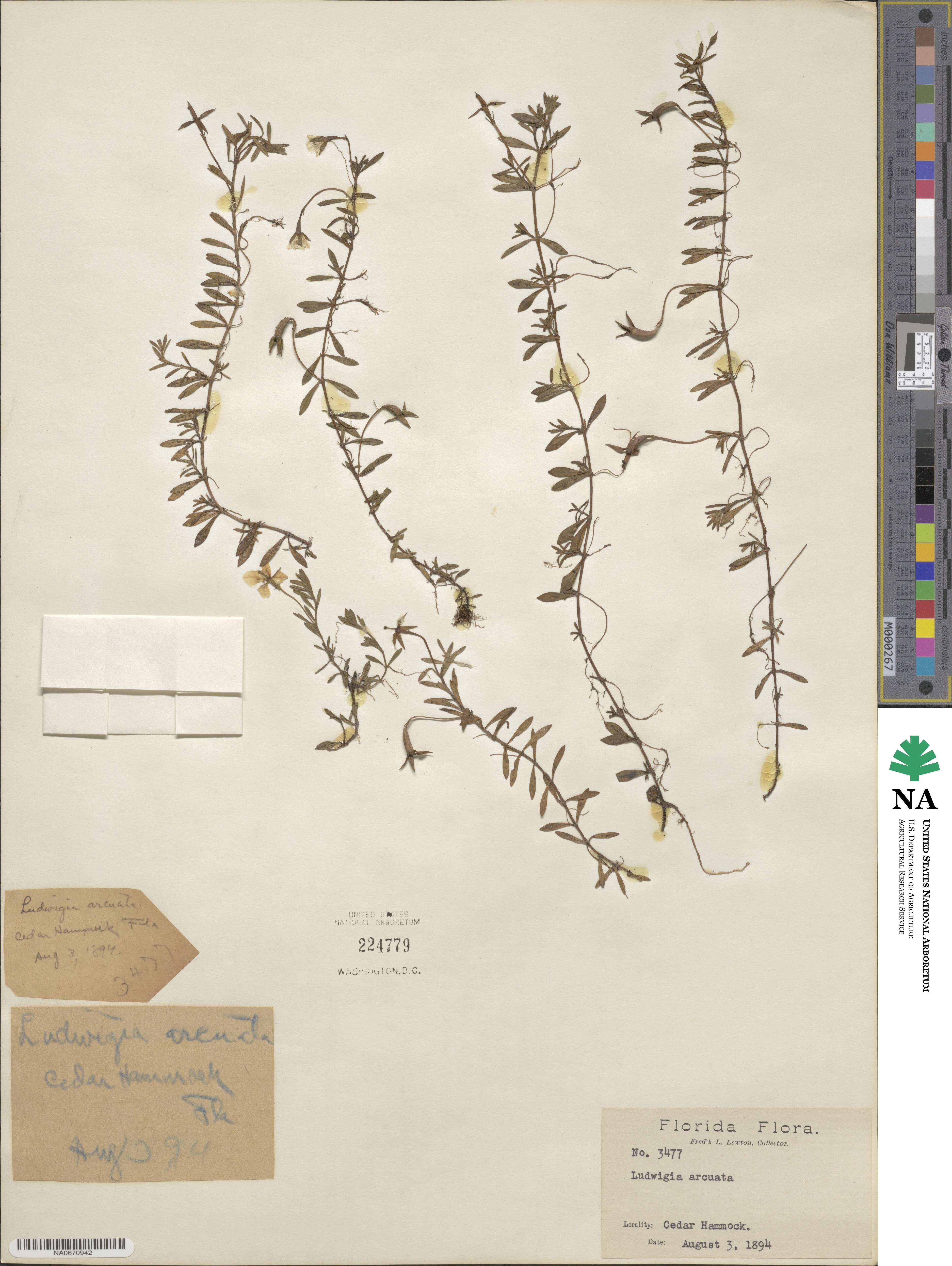 Ludwigia arcuata image