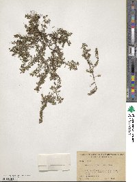 Ludwigia brevipes image