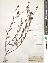 Ludwigia octovalvis image