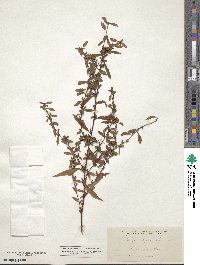 Ludwigia glandulosa subsp. glandulosa image