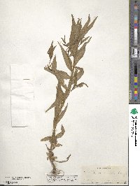 Ludwigia decurrens image