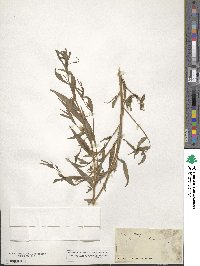 Ludwigia decurrens image