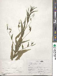 Ludwigia decurrens image