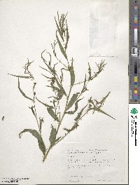 Ludwigia decurrens image