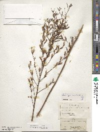 Ludwigia erecta image