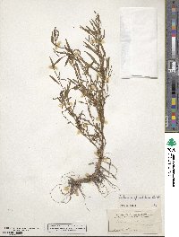 Ludwigia glandulosa image