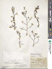 Ludwigia glandulosa image